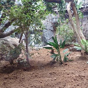 South American Pavilion - Geoffrey's Marmoset Exhibit