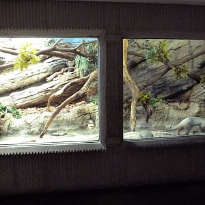 South American Pavilion - Tamandua Exhibit