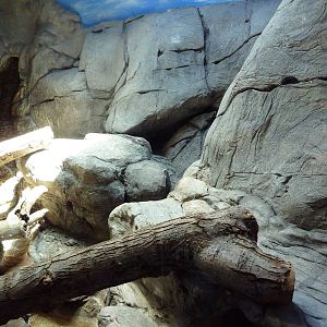 South American Pavilion - Rhinoceros Iguana Exhibit