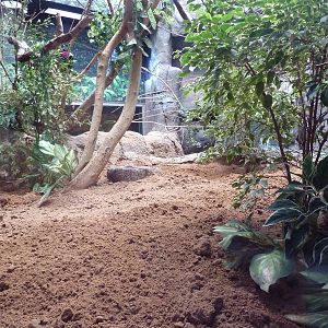 South American Pavilion - Geoffrey's Marmoset Exhibit