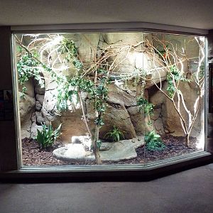 South American Pavilion - Cotton Top Tamarin Exhibit