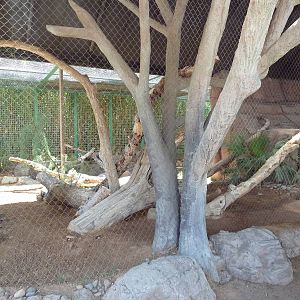 Americas - Ocelot Exhibit