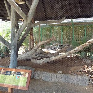 Americas - Ocelot Exhibit