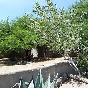 Americas - Galapagos Tortoise Exhibit