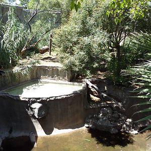 Americas - Andean Bear Exhibit
