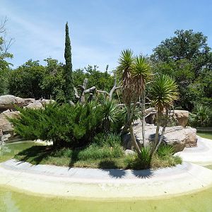 Americas - Spider Monkey Island