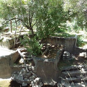 Americas - Andean Bear Exhibit