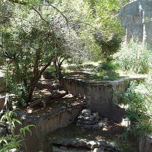 Americas - Andean Bear Exhibit