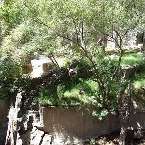 Americas - Andean Bear Exhibit