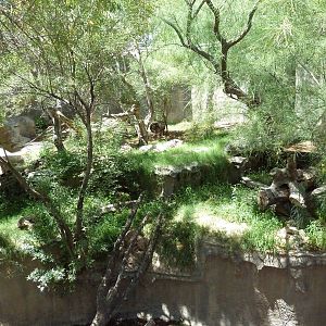 Americas - Andean Bear Exhibit