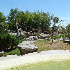 Americas - Spider Monkey Island