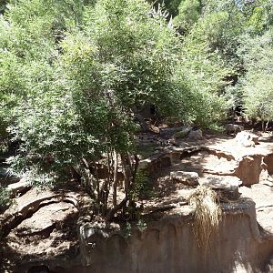 Americas - Mexican Wolf Exhibit