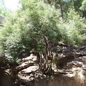 Americas - Mexican Wolf Exhibit
