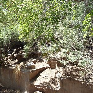 Americas - Mexican Wolf Exhibit