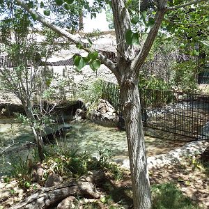 Americas - Alligator Exhibit