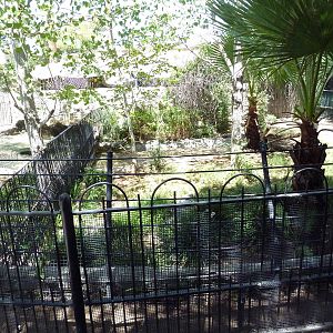 Americas - Alligator Exhibit