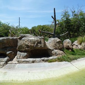 Americas - Spider Monkey Island