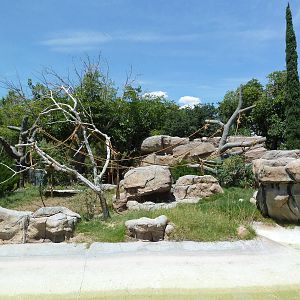 Americas - Spider Monkey Island