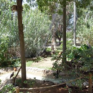 Americas - Walk-Through Aviary