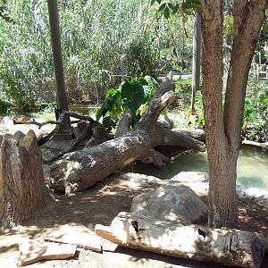 Americas - Walk-Through Aviary