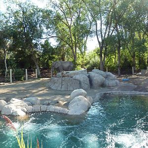 African Elephant Exhibit