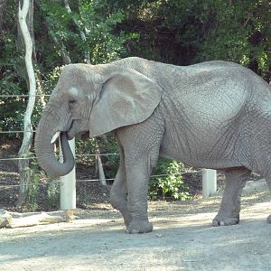 African Elephant
