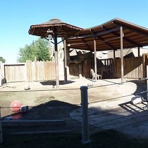 African Elephant Exhibit