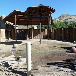 African Elephant Exhibit