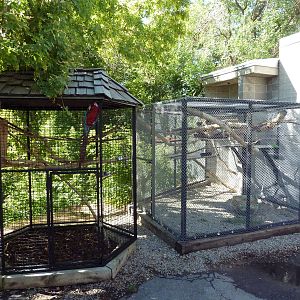 Green-Winged Macaw + Primate Cages