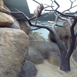 Primate Building - Ring-Tailed Lemur Exhibit