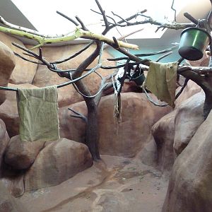 Primate Building - Black + White Ruffed Lemur Exhibit