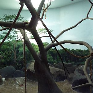 Primate Building - Black Howler Monkey Exhibit