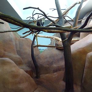 Primate Building - Schmidt's Guenon Exhibit