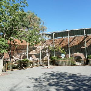 Bobcat Exhibit