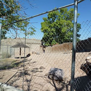 Aldabra + Leopard Tortoise Exhibit