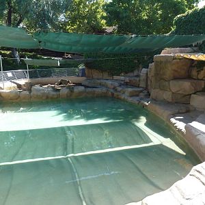 Black-Footed Penguin Exhibit