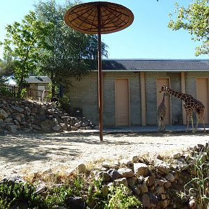 Giraffe Exhibit