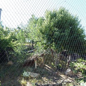 Asian Highlands - Amur Leopard Exhibit