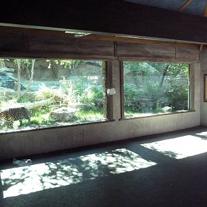 Asian Highlands - Amur Leopard Exhibit