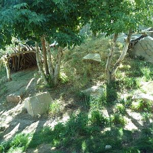 Asian Highlands - Amur Leopard Exhibit