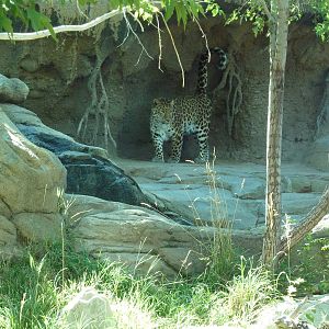 Asian Highlands - Amur Leopard Exhibit