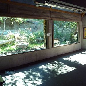 Asian Highlands - Amur Leopard Exhibit