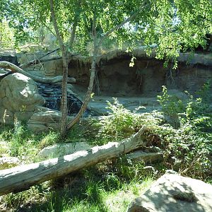 Asian Highlands - Amur Leopard Exhibit