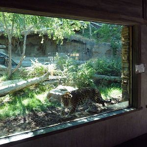 Asian Highlands - Amur Leopard Exhibit