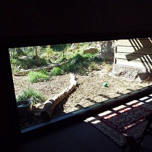 Asian Highlands - Siberian Lynx Exhibit
