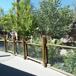 Asian Highlands - Siberian Lynx Exhibit