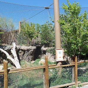 Asian Highlands - Siberian Lynx Exhibit