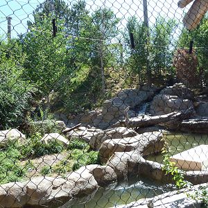 Asian Highlands - Amur Tiger Exhibit