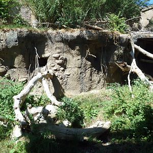 Asian Highlands - Pallas' Cat Exhibit