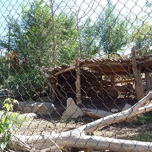 Asian Highlands - Amur Tiger Exhibit